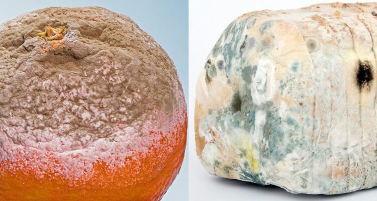 ¿Es seguro comer alimentos con hongos? Qué dice la ciencia sobre su consumo y cuáles son los riesgos