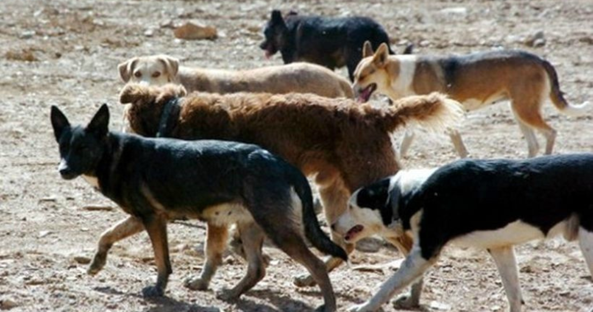 Perros asilvestrados: experto asegura que proyecto que permitía su caza no va al fondo del problema