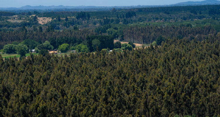 Fotografía contexto de unos bosques forestales