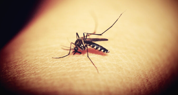 Múltiples focos del mosquito del dengue obligan a declarar Alerta Amarilla para Los Andes