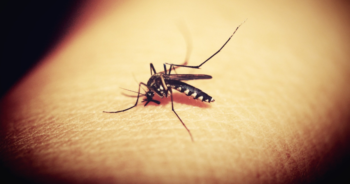 Múltiples focos del mosquito del dengue obligan a declarar Alerta Amarilla para Los Andes
