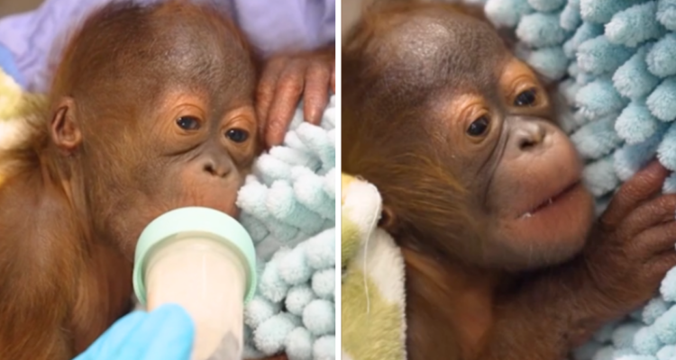 El pasado sábado nació una nueva cría de orangután de Borneo en Busch Gardens, en Florida, Estados Unidos, una especie que actualmente está en peligro de extinción.