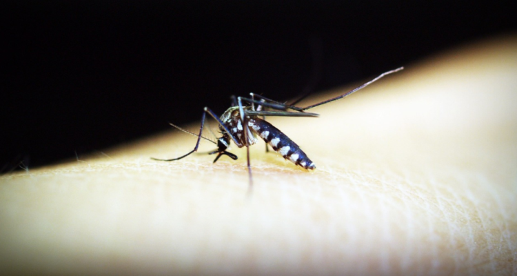 Dengue en Argentina: cuándo y por qué puede tener consecuencias mortales en personas