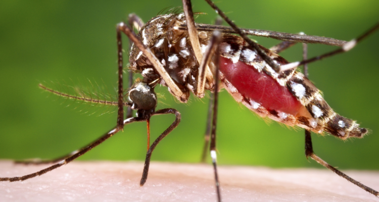 Ya se acumulan más de 3,5 millones de casos de dengue en América edurante 2024, y aún falta por llegar la “peor temporada”, según la OPS.