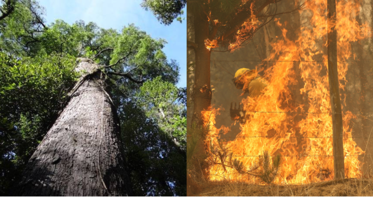 bosques de chile y cambio climático