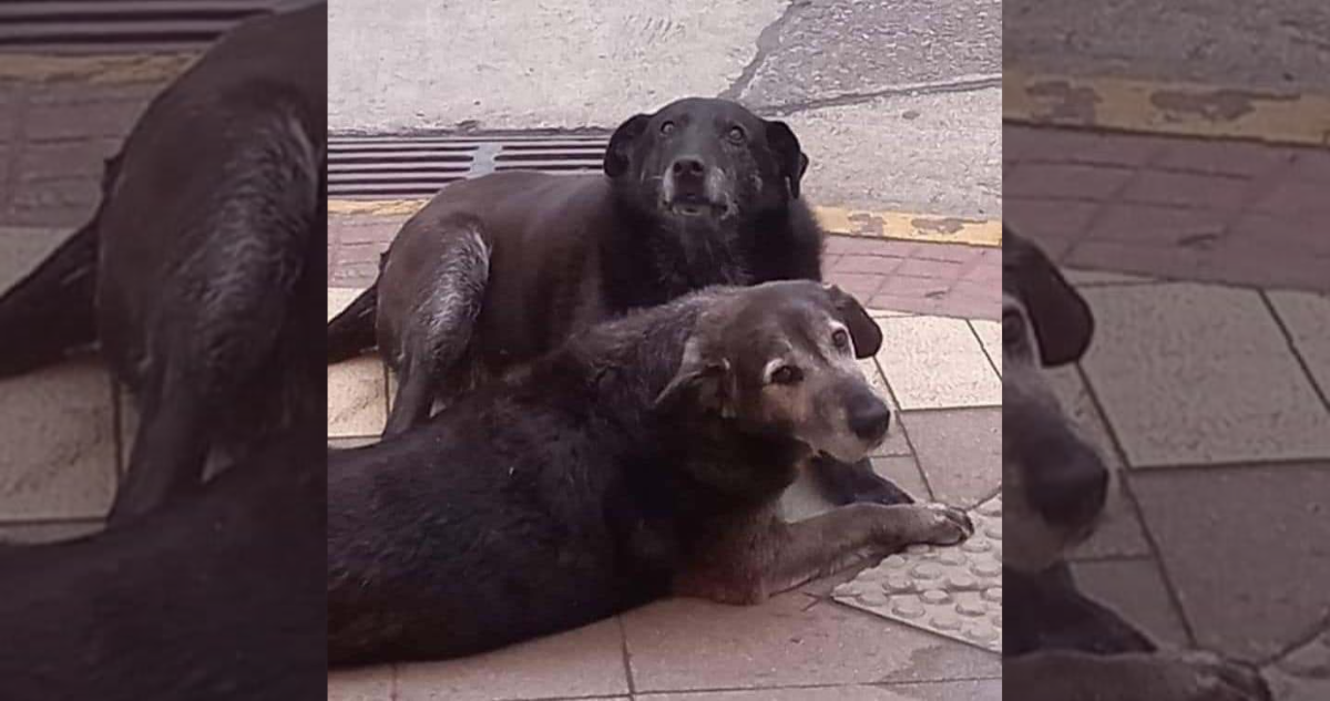 Sorprenden incumpliendo cautelar a uno de los imputados por muerte de perros comunitarios en Valdivia