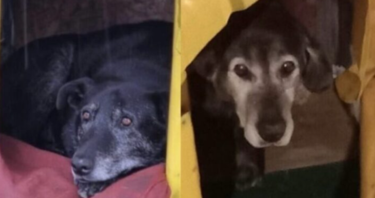 Juzgado rechazó sobreseimiento a uno de los imputados por muerte de perros comunitarios en Valdivia