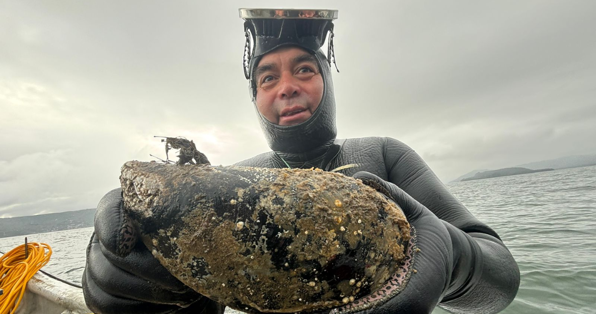 Impresionante hallazgo de choro gigante en Los Ríos: molusco pesó casi 1 kilo