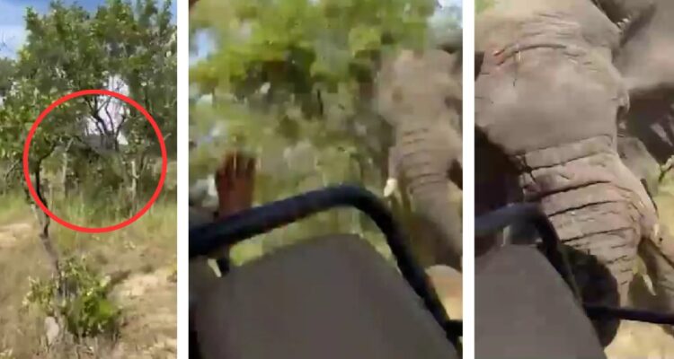 Un video registró el ataque de un elefante a una mujer turista estadounidense en un safari en Zambia lo que le provocó la muerte.