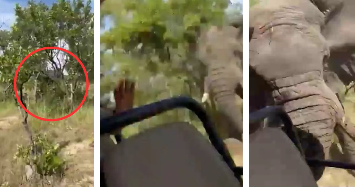 Un video registró el ataque de un elefante a una mujer turista estadounidense en un safari en Zambia lo que le provocó la muerte.