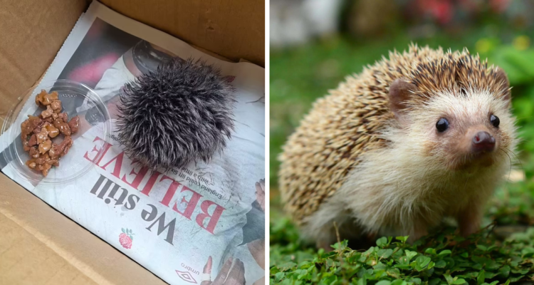 Un divertido y triste momento ocurrió en Reino Unido, cuando una mujer recogió de la calle, lo que parecía un erizo, sin embargo, luego de llevarlo a un centro de cuidado de animales, le dijeron que era un pompón.