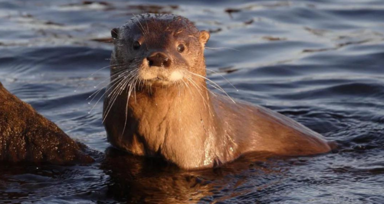 Detienen a sujeto que cazó a Huillín en La Unión: especie está en peligro de extinción