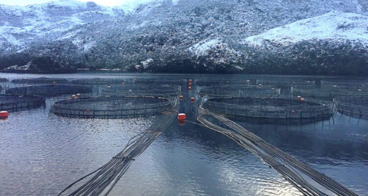 industria salmonera dia de la tierra