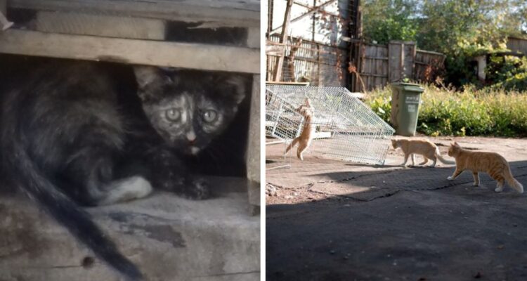 “Tenemos el tiempo encima”: cientos de gatos de “La Máquina” podrían morir ante inminente demolición