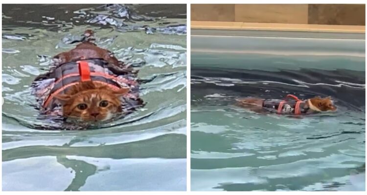Gato rescatado con 13 kg de sobrepeso es sometido a terapia de natación: “Cruza la piscina solo”