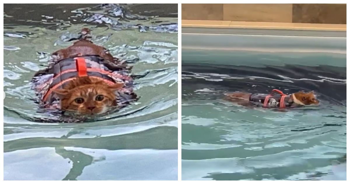 Gato rescatado con 13 kg de sobrepeso es sometido a terapia de natación: “Cruza la piscina solo”