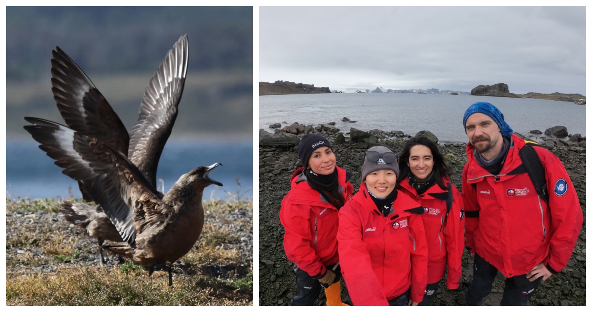 Un equipo de científicos chilenos logró secuenciar el genoma completo de la gripe aviar altamente patógeno (HPAIV H5N1) en la Antártica.