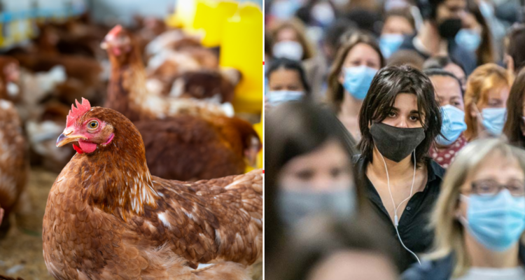 Gripe aviar en humanos