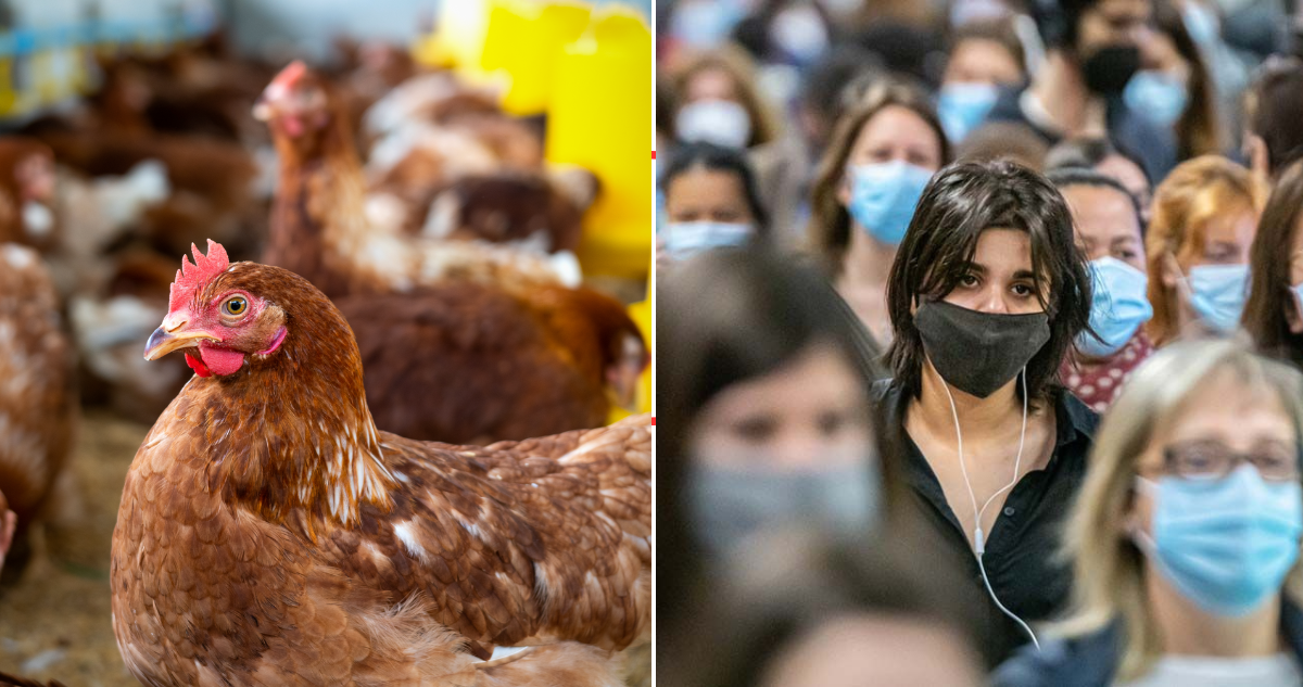 Gripe aviar en humanos