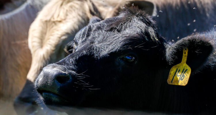 OMS alerta que virus de gripe aviar fue detectado en leche de vacas infectadas en EEUU