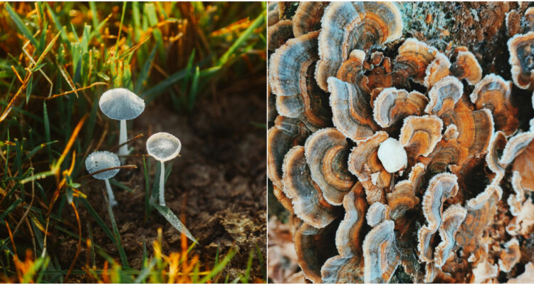 La belleza de los hongos en Chile