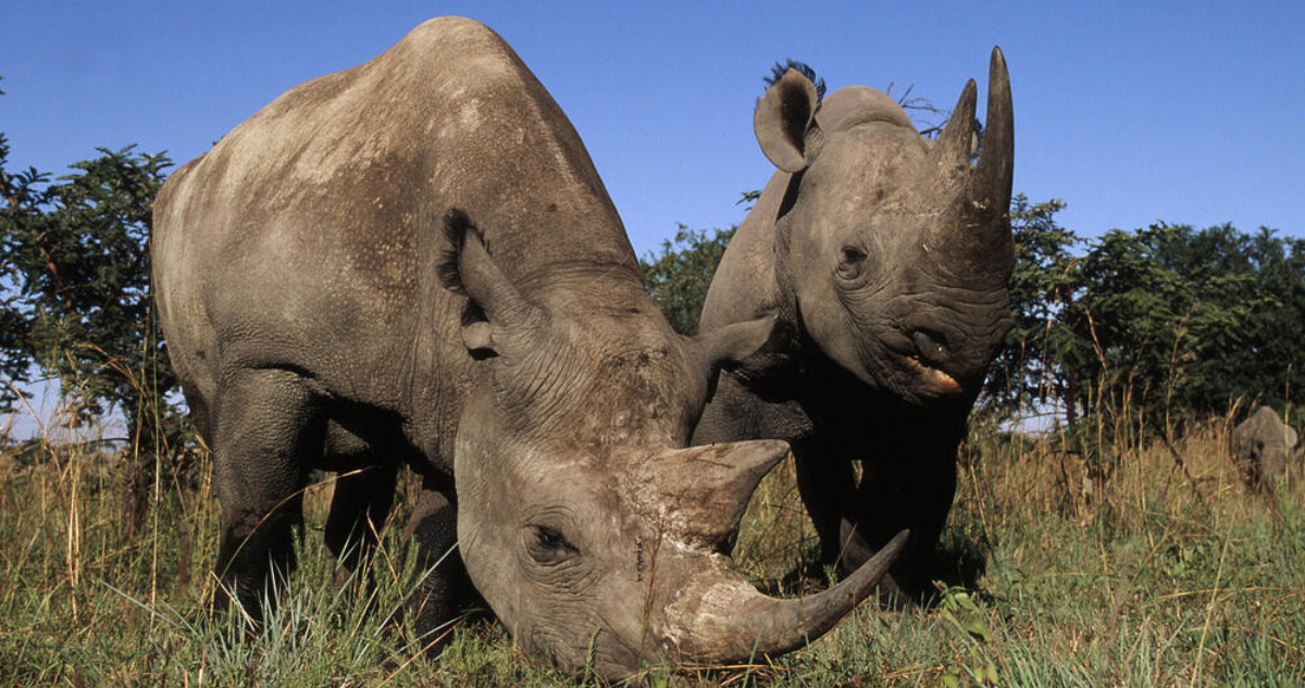 Collares con IA ayudan a proteger rinocerontes en Sudáfrica: alertan en caso de peligro