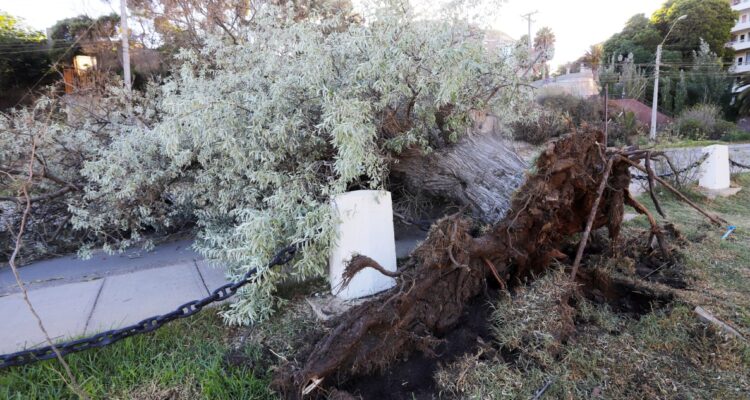 Indemnización por joven que murió aplastado por árbol en Chillán