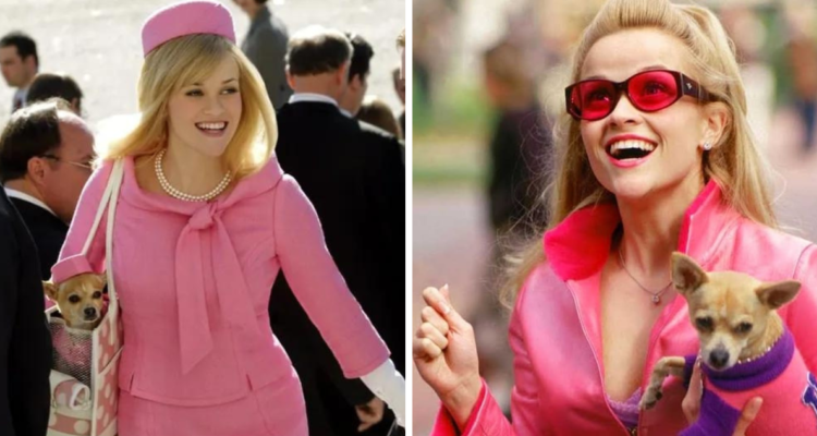 Prime Video se asociará con la actriz Reese Witherspoon, y los creadores de Gossip Girl, Josh Schwartz y Stephanie Savage, para producir una serie ambientada en Legalmente Rubia.