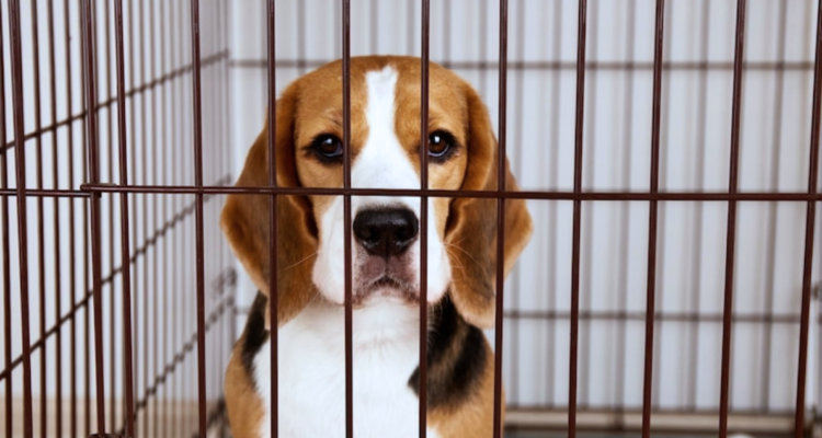 Sellos Cruelty Free contra el testeo animal