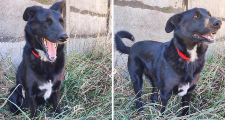 Melania es una perrita que abandonaron en tres oportunidades. Desde 2019 hasta la fecha, sus temporales dueños la han devuelto a Coaama por situaciones ajenas a ella.