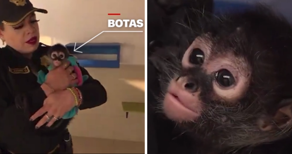 Rescatan a un ejemplar de mono araña macho, en peligro de extinción, luego de un cateo a la casa de unos ciudadanos mexicanos.