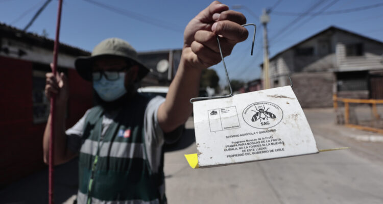 Lanzan campaña preventiva tras hallazgo de siete moscas de la fruta en San Bernardo