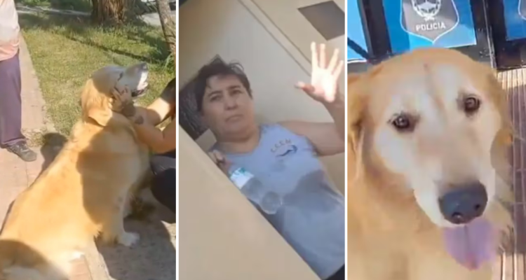Denuncian a mujer que llevó a su perro a una carnicería para faenarlo en Argentina