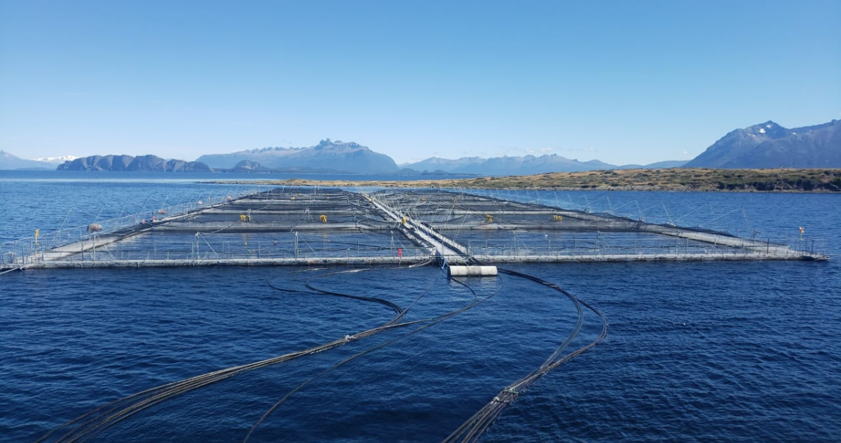El “perdonazo” de Nova Austral: suspenden condicionalmente proceso penal a cambio del pago de deudas