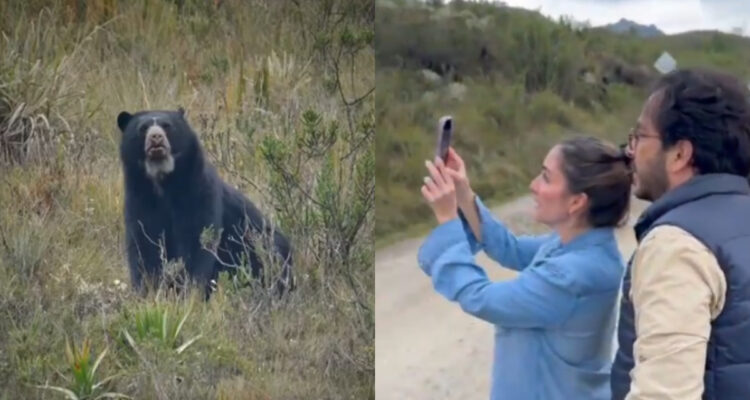 Viralizan supuesto avistamiento de un oso en la Carretera Austral: ¿hay osos en Chile?