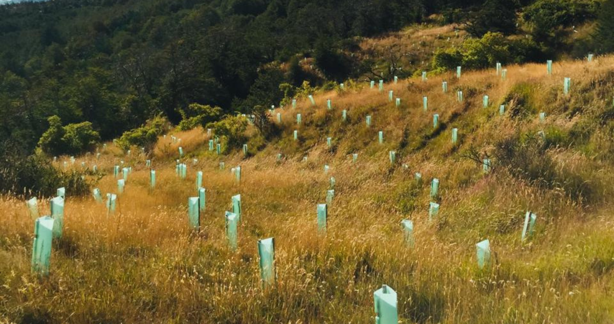 Proyecto busca unir la habitabilidad con la protección y conservación ambiental en la Patagonia