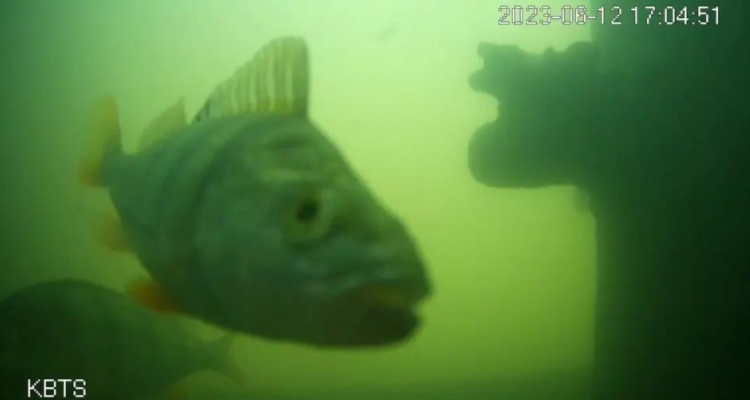 Son muchos los aficionados a una nueva distracción en la ciudad de Utrecht en los Países Bajos, pues por estar viendo una grabación en directo desde un río, se puede ayudar a un pez desovar