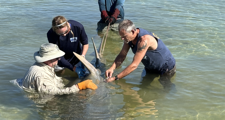 Las necropsias efectuadas por los científicos aún no consiguen identificar la causa de las muertes de peces sierra en Florida.