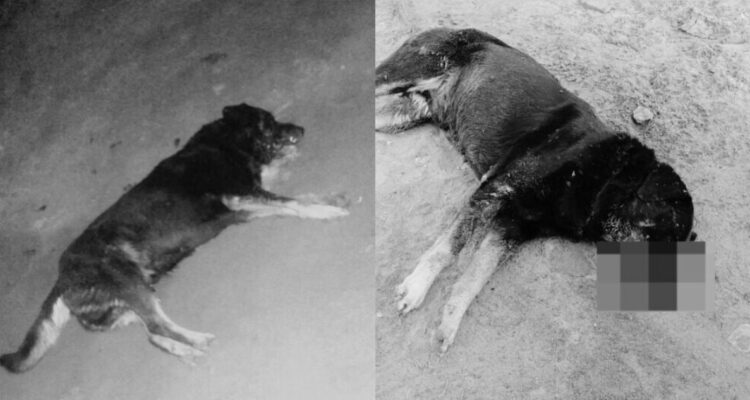 “No merecían morir de esta forma”: denuncian envenenamiento de 6 perros en campamento de Antofagasta