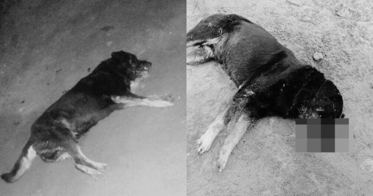 “No merecían morir de esta forma”: denuncian envenenamiento de 6 perros en campamento de Antofagasta