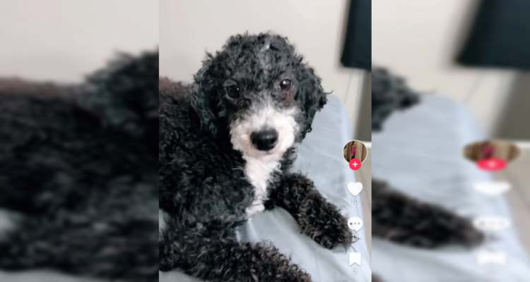 Con arresto domiciliario dejan a sujeto que mató a perro tras lanzarlo desde un piso 12 en Santiago
