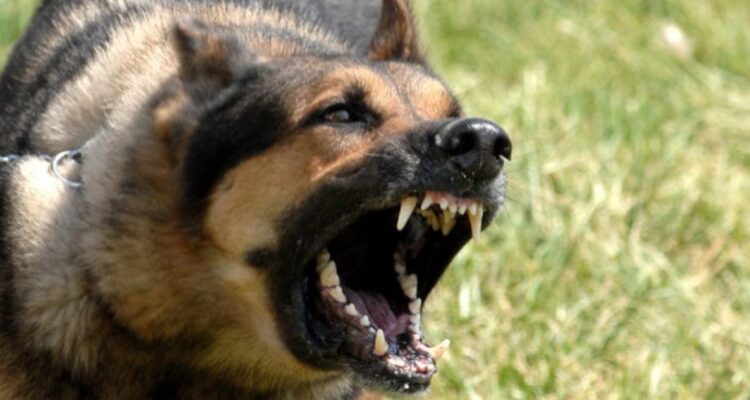 Organizaciones de Chiloé lamentan rechazo del Congreso a ley de caza de perros asilvestrados