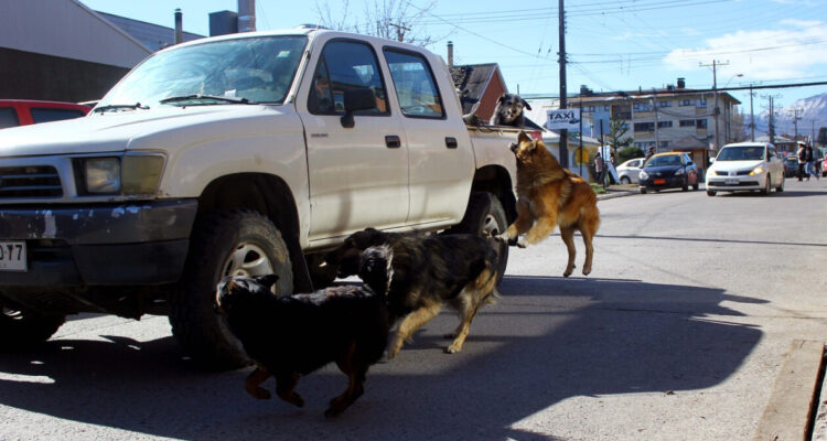 Diputados rechazaron proyecto que permitía la caza de perros asilvestrados
