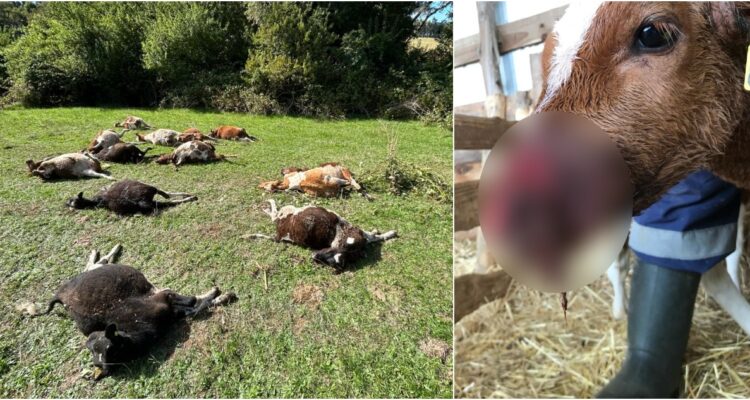 Perros asilvestrados matan rebaño en Osorno
