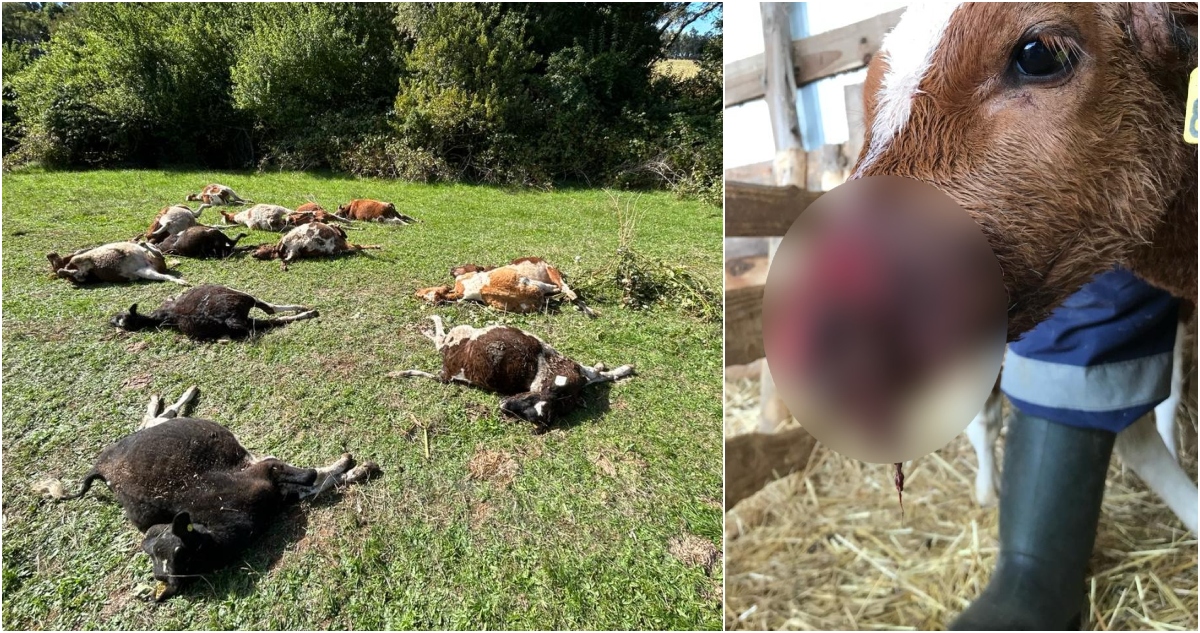 Perros asilvestrados matan rebaño en Osorno