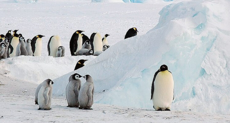 Alerta por muertes masivas de pingüino emperador en la Antártica: especie está en peligro de extinción