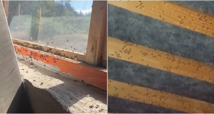 Captura de videos | Cedidos a RBB