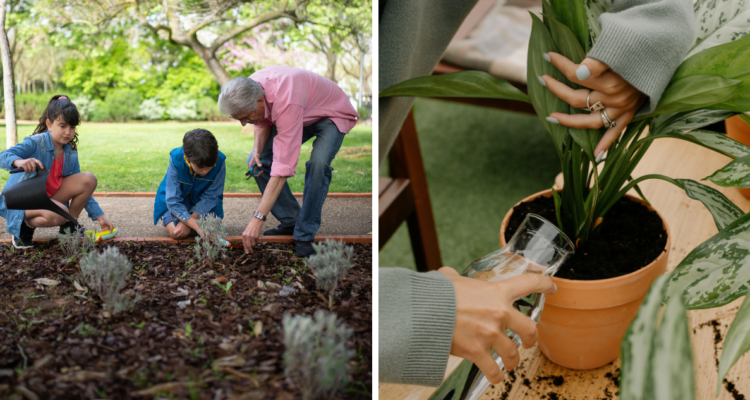 Lograr mantener las plantas en buen estado, sin que se sequen o salgan hongos por humedad, es un gran problema para algunas personas. ¿Cuál es la mejor manera de regarlas?
