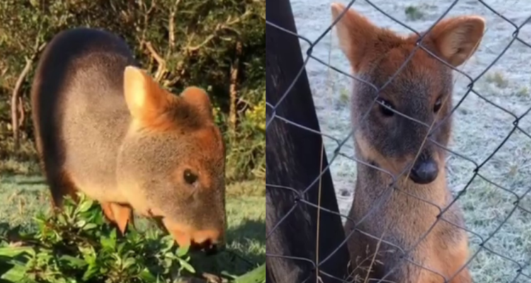 Pudúes muertos en Chiloé