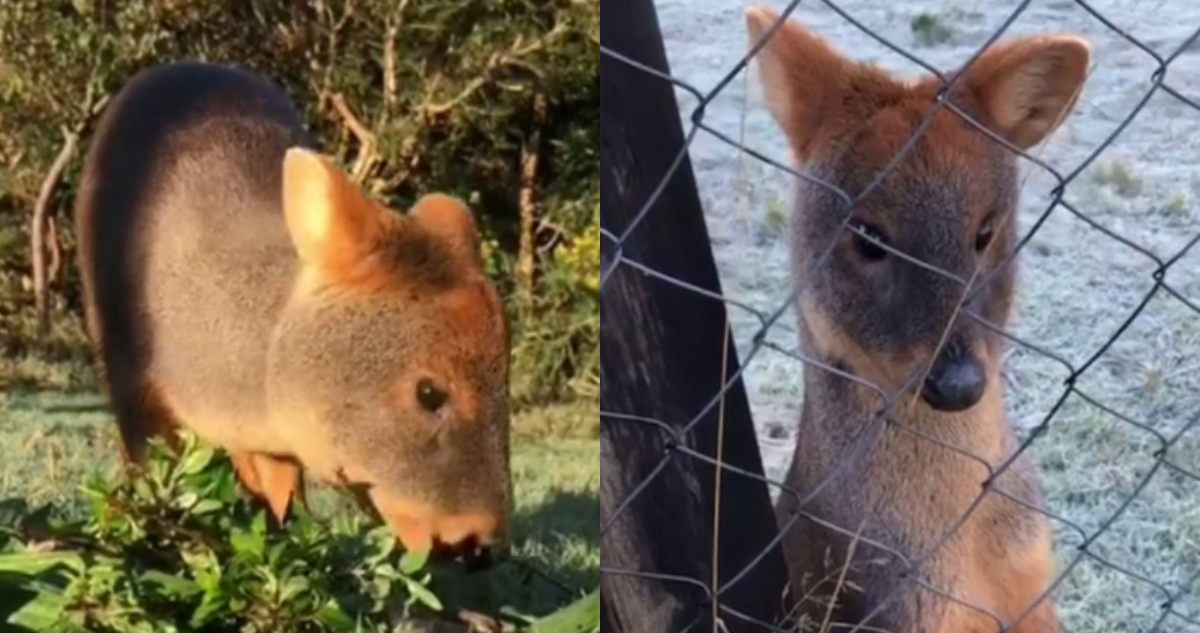 Pudúes muertos en Chiloé